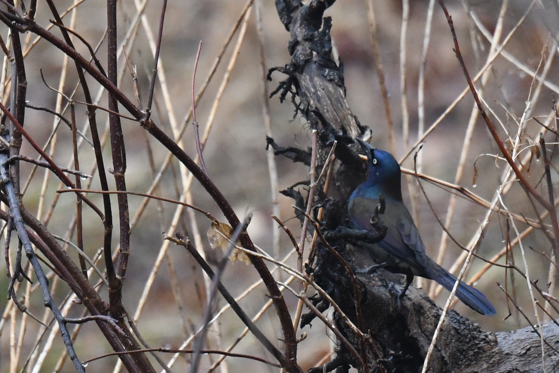 Common Grackle