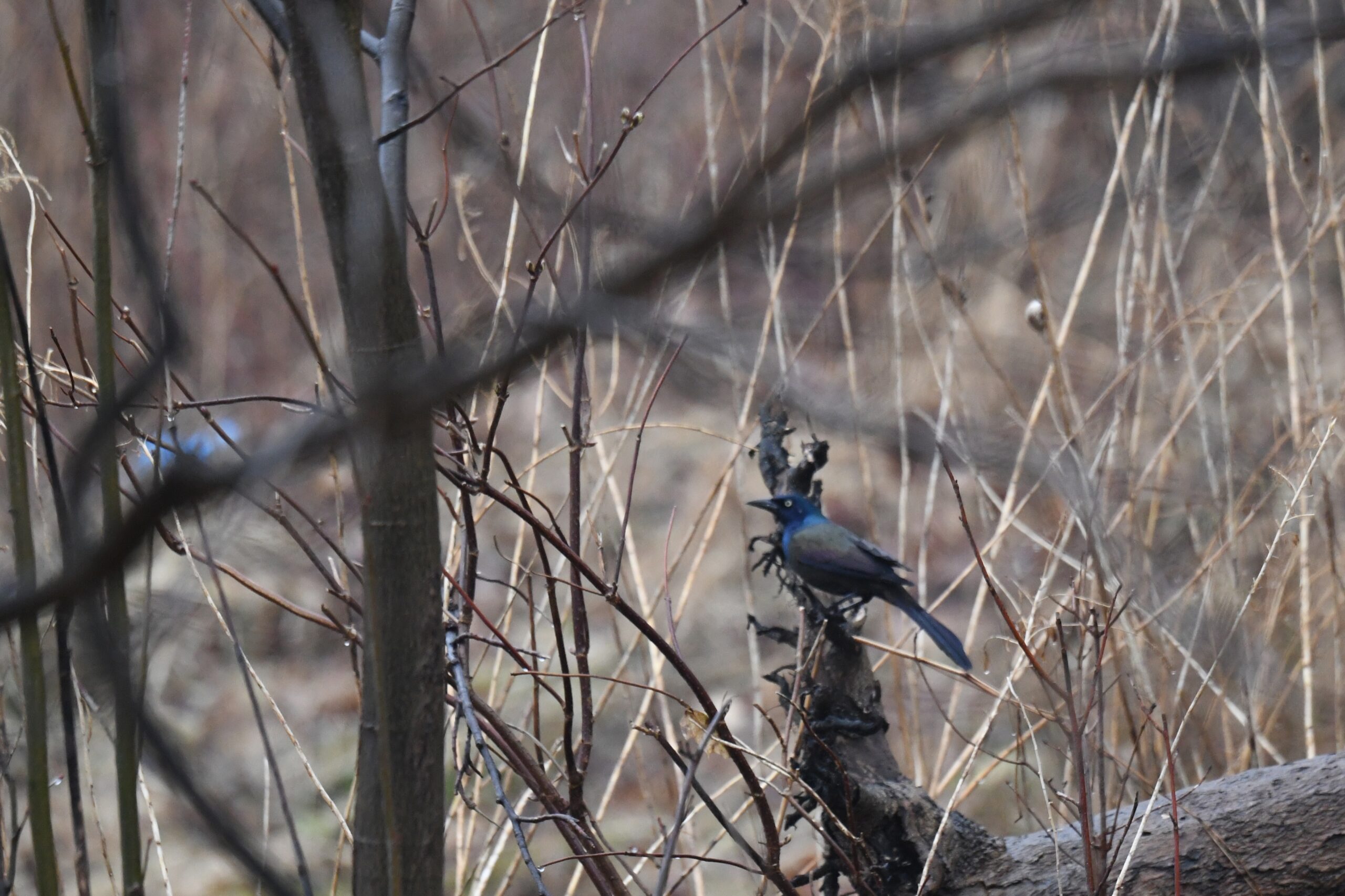 Common Grackle