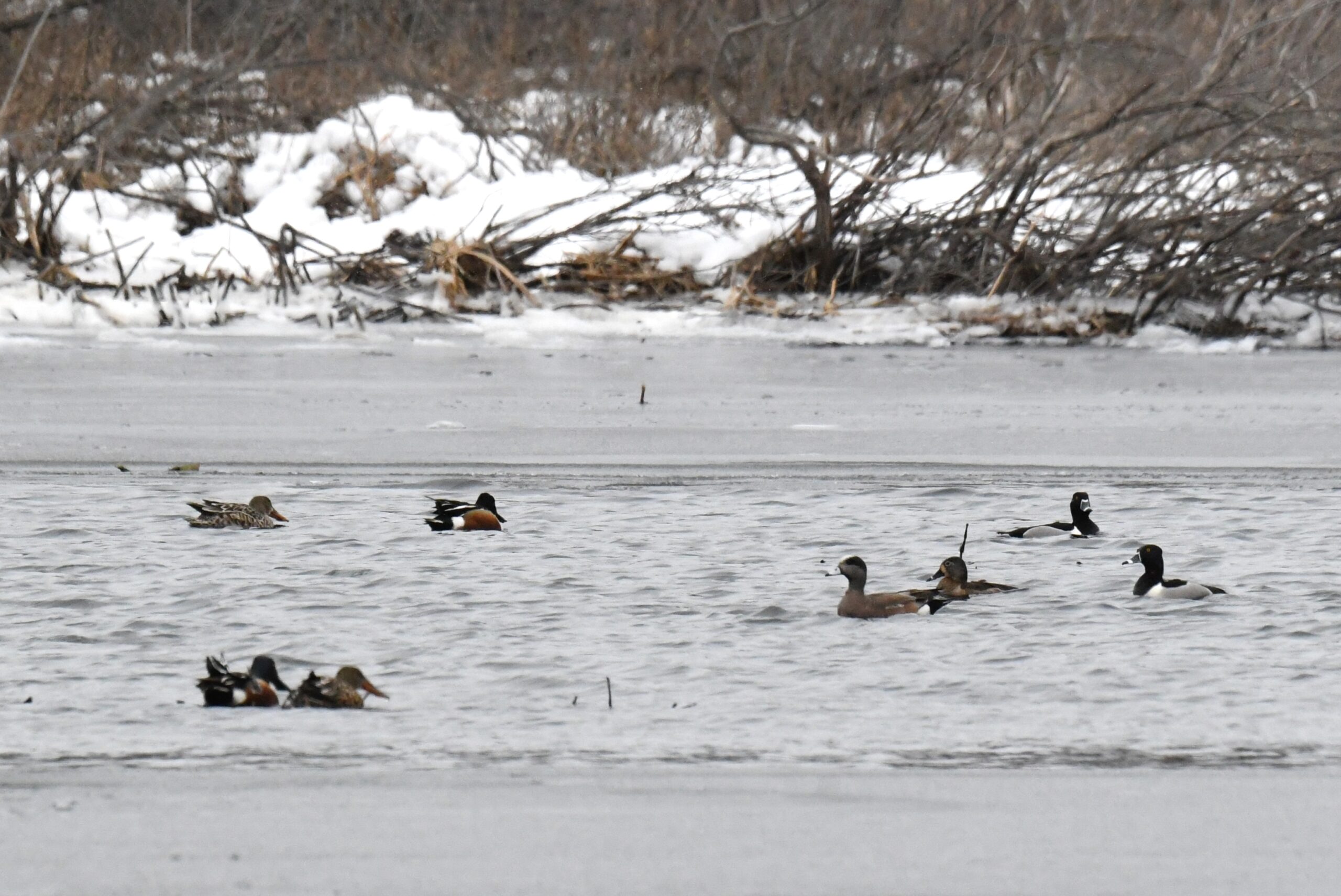 Northern Shovelers Presque Isle State Park