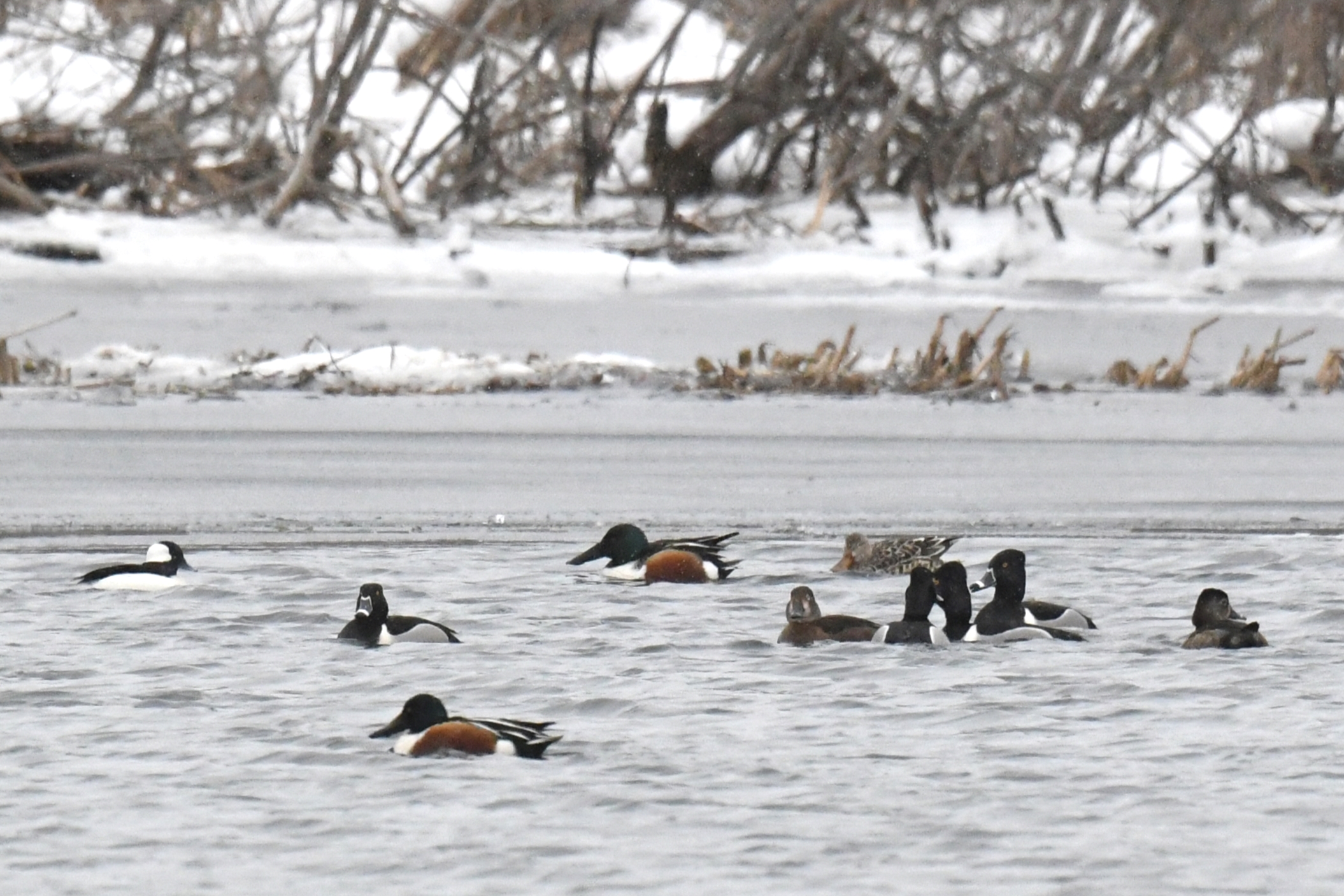 Northern Shovelers Presque Isle State Park