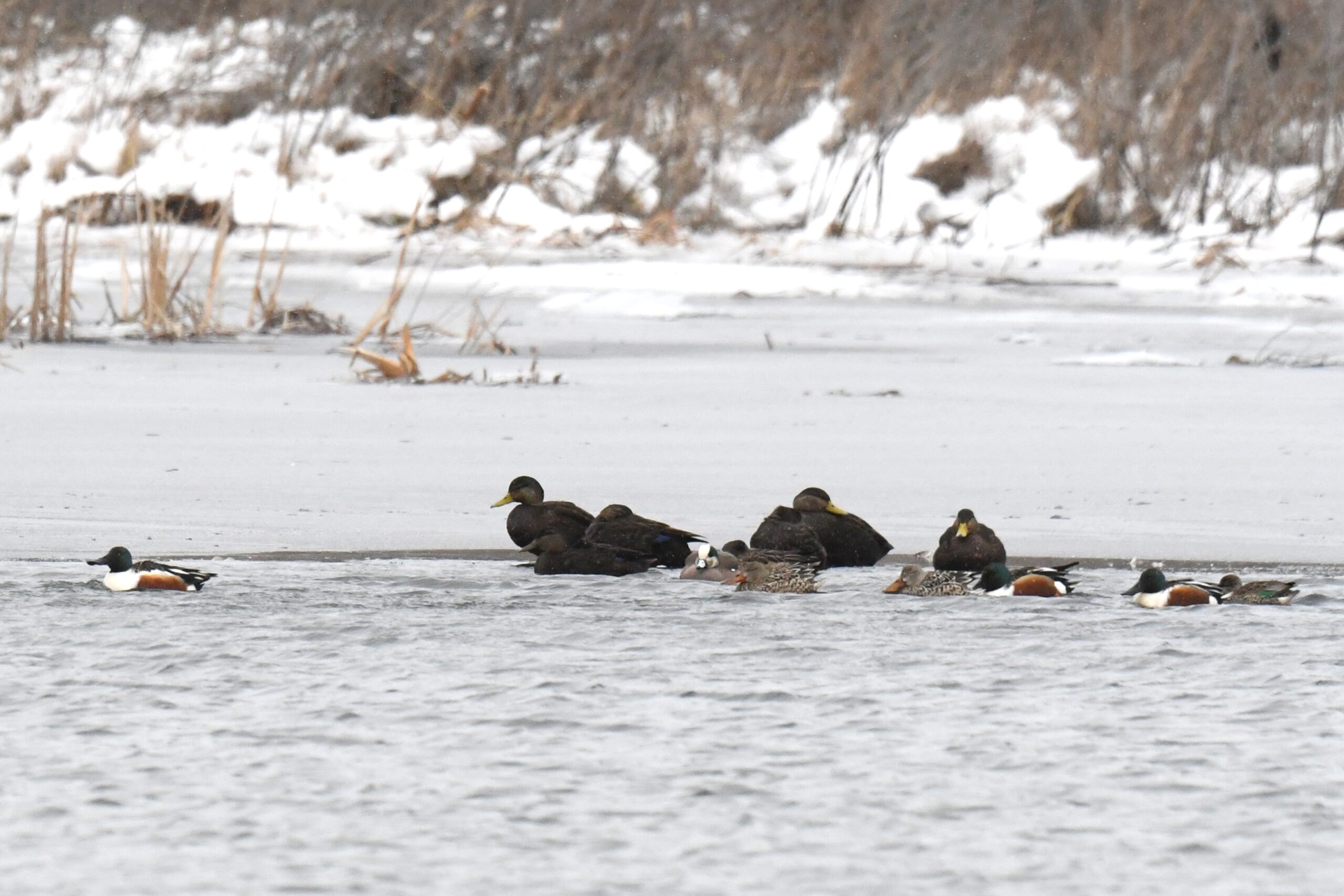 Northern Shovelers Presque Isle State Park