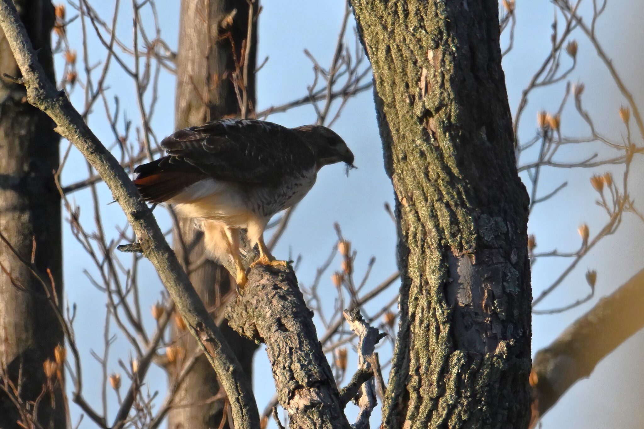 Dinner Time (NSFW) - Birding, PI