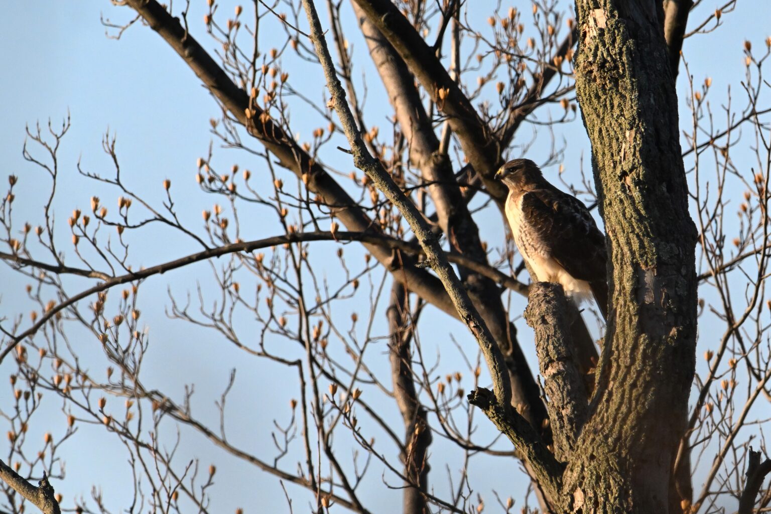 Dinner Time (NSFW) - Birding, PI