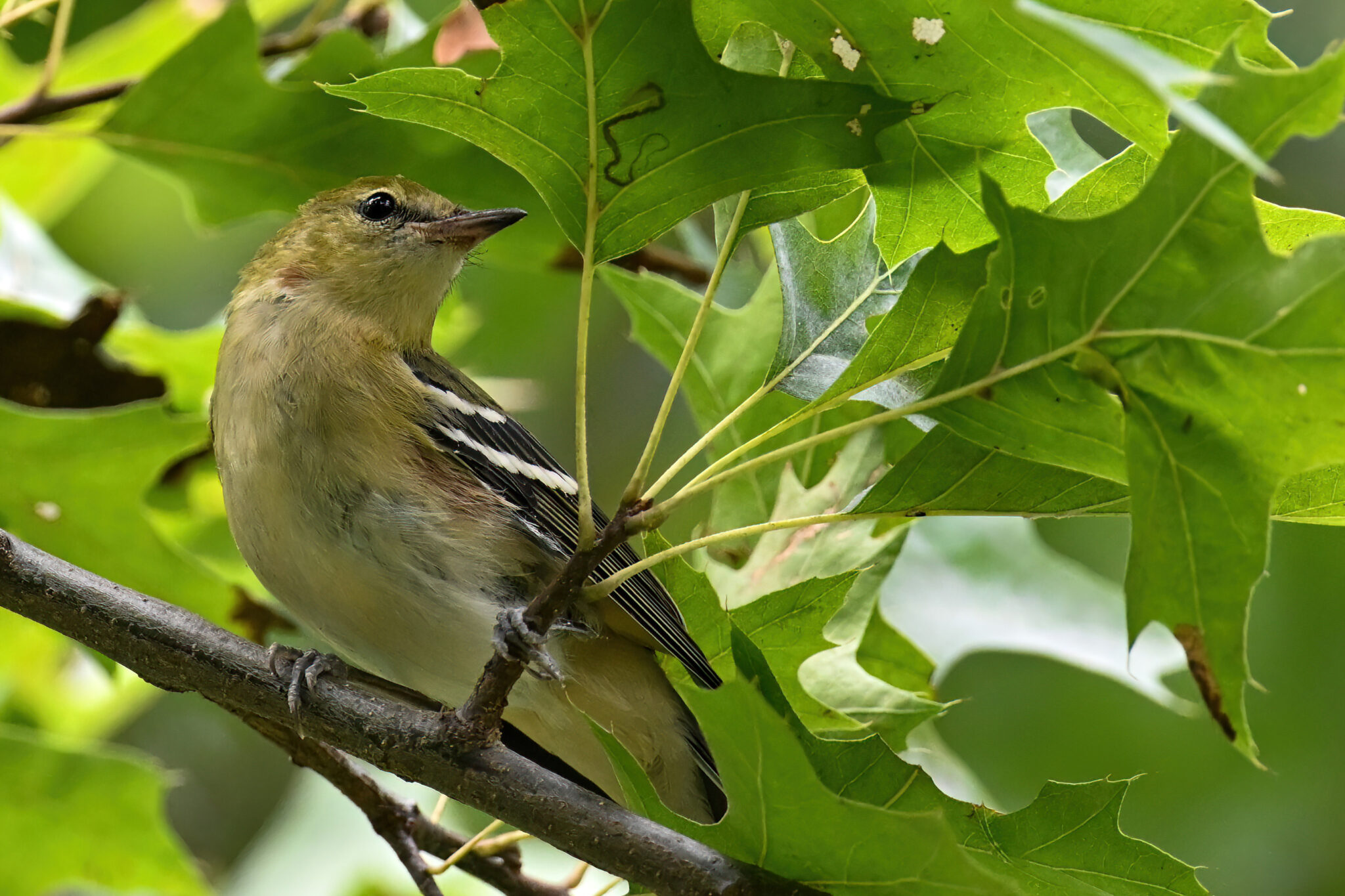 More PI Birds - Birding, PI