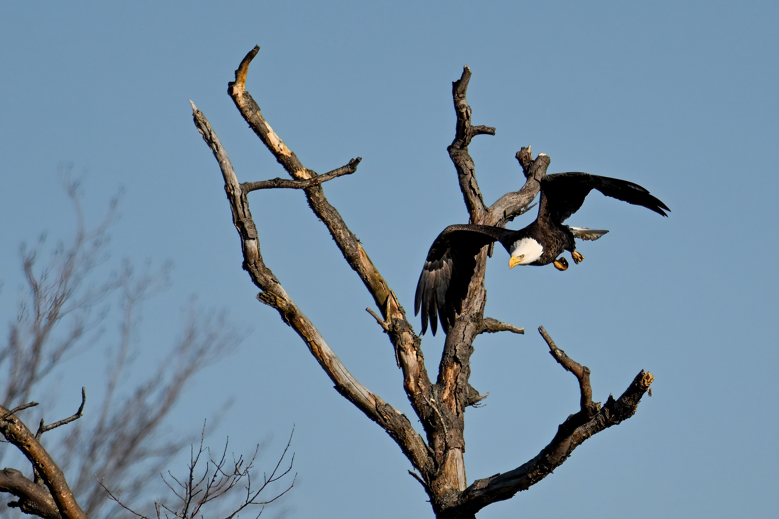 2024 Bald Eagle Part 2 Birding PI   DSC 9445 2 D Motion 