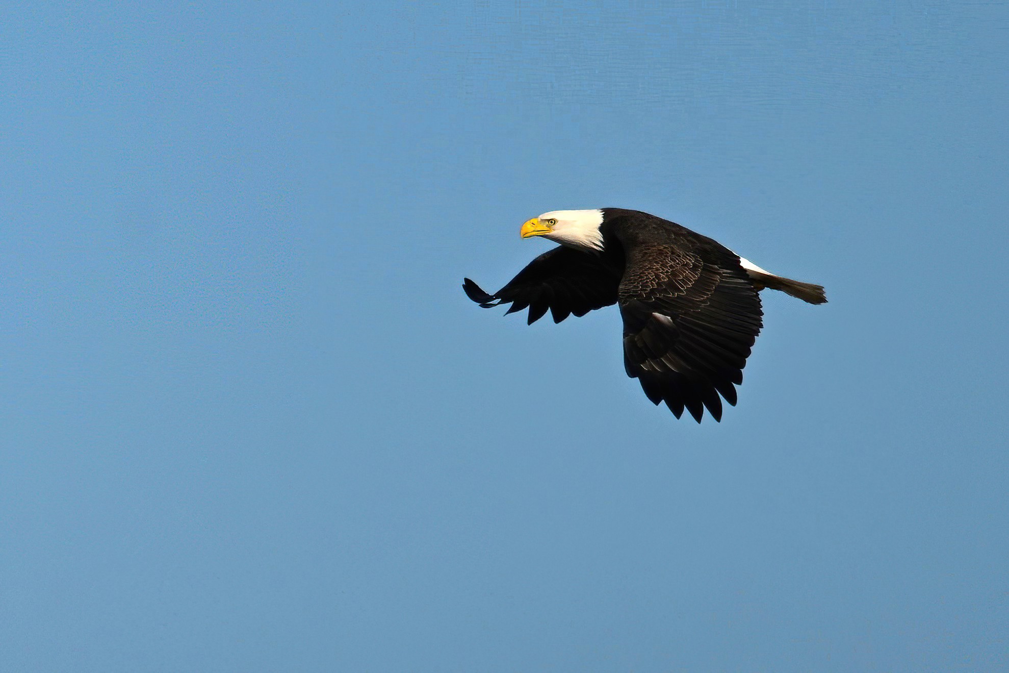 2024 Bald Eagle Part 2 Birding PI   DSC 9464 D Focus 