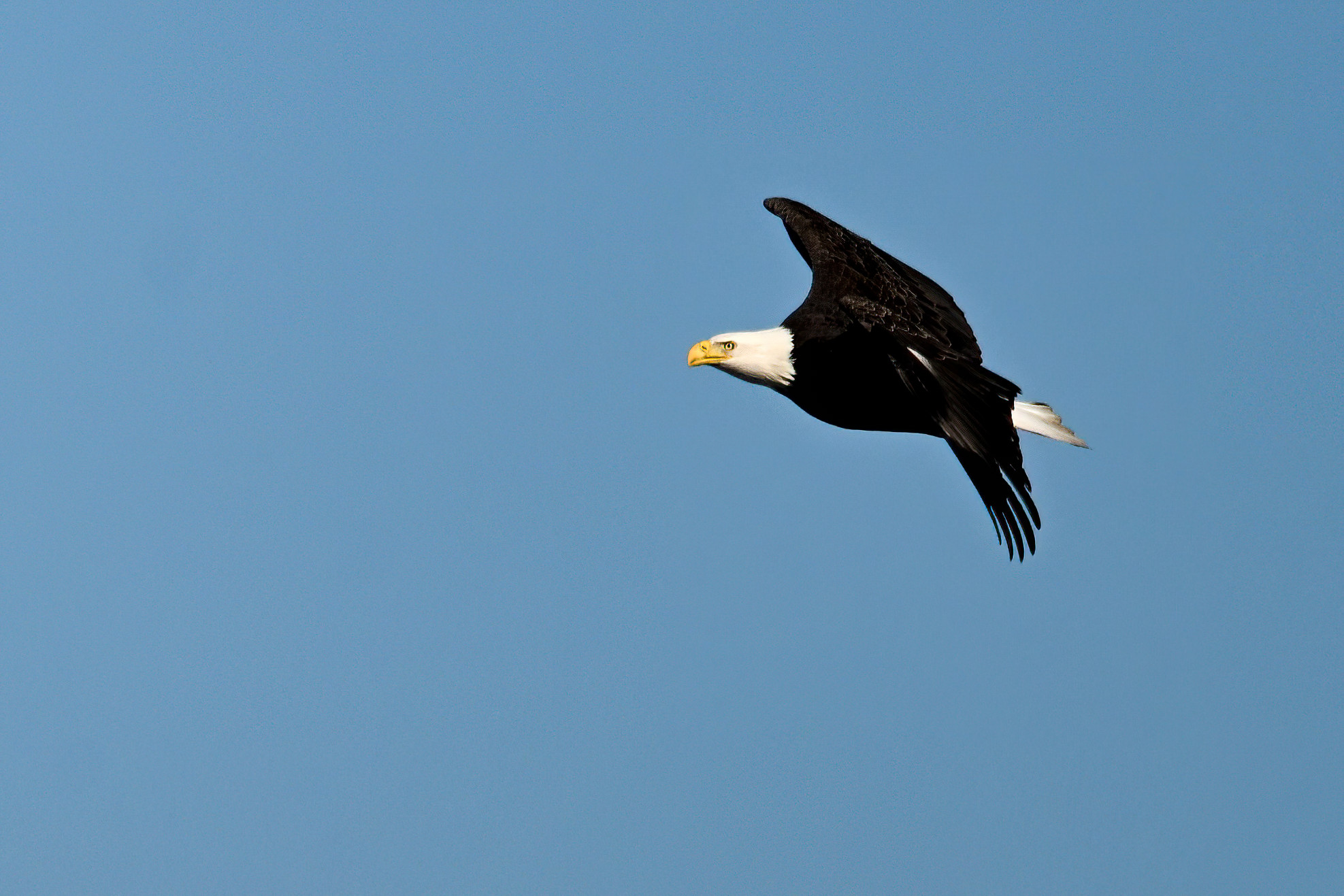 2024 Bald Eagle Part 2 Birding PI   DSC 9466 2 D Focus 